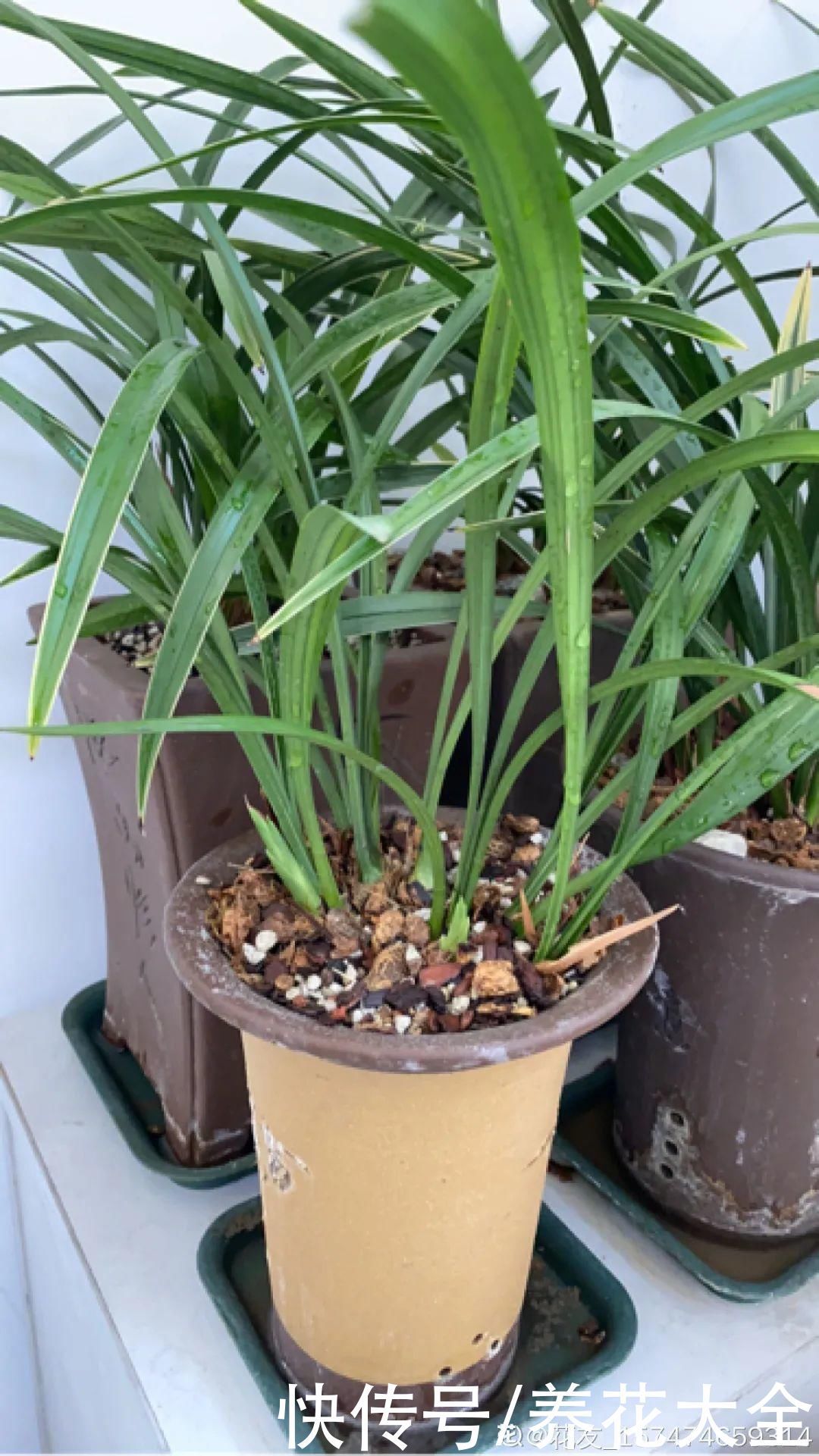 浇花|门前不栽竹,门后不留树,老祖宗传下来的养花谚语,特别准