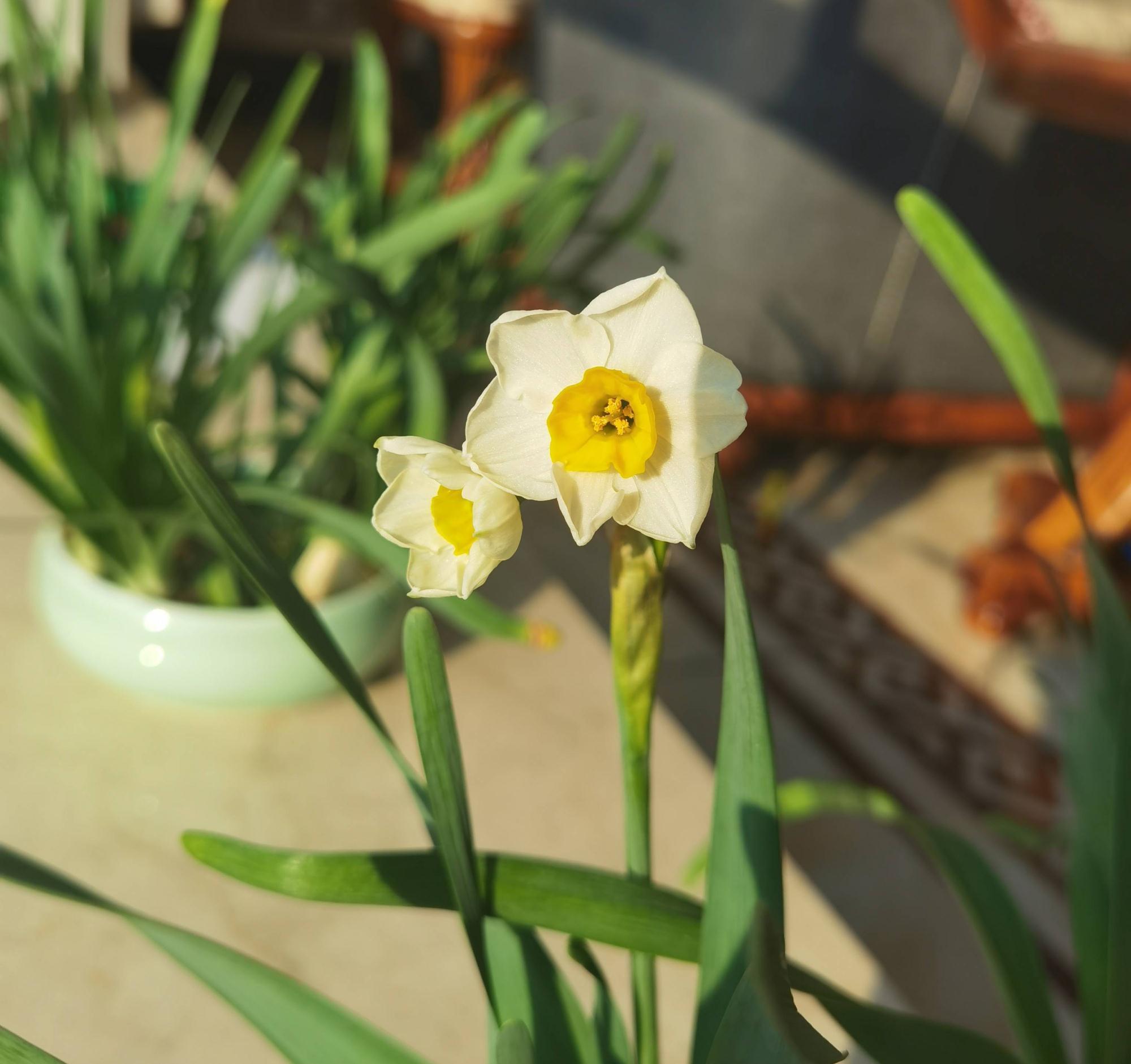 适合冬季养的“3种花”,天天有花可看,越冷花越艳、吉祥又美丽