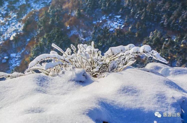 泰山银装素裹后石坞，雪松玉树赛仙境！