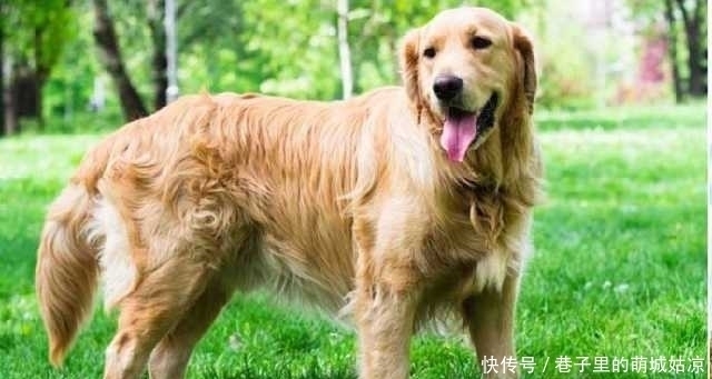 忠诚|12种最忠诚的狗,排第一的狗狗估计没有人不认识!