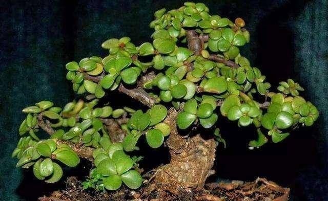 3种名贵盆景山上遍地有,教你养护技巧,个个价值高造型佳