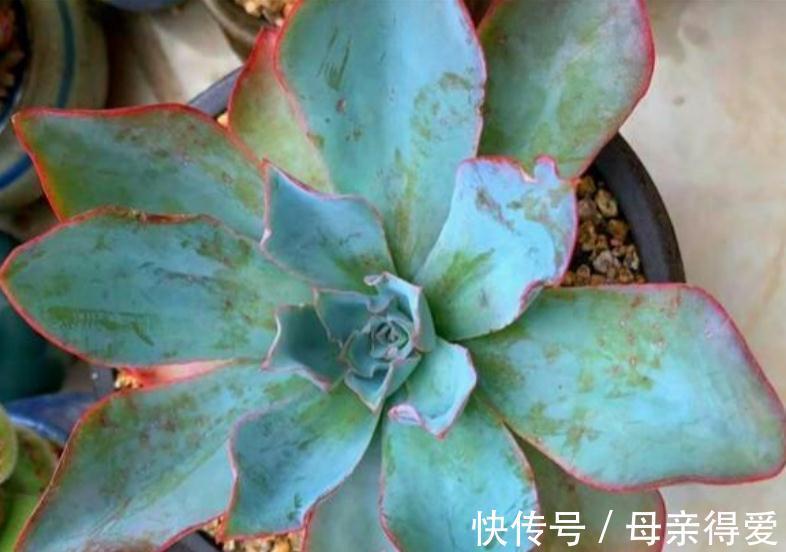 多肉薄叶“三仙”该怎么养？掌握住技巧，盆栽轻松出状态