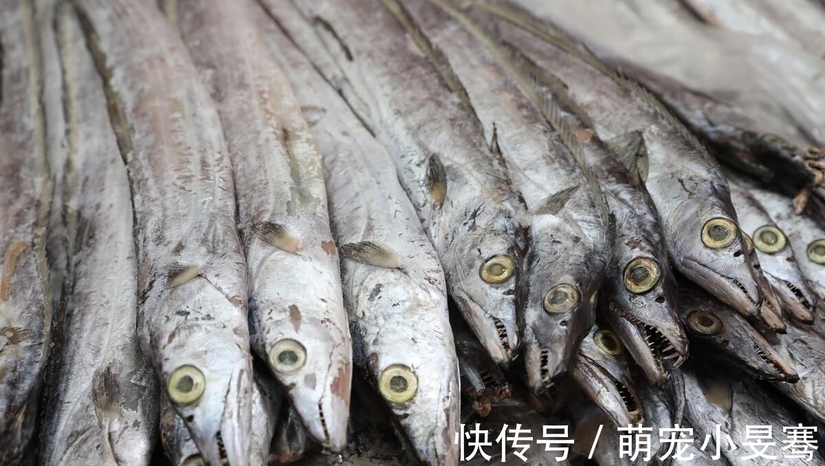 买带鱼时,记住选择“三小一厚”,条条细嫩鲜美,鱼腥味小
