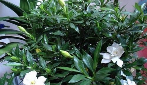 施肥|大爷种栀子花,从不施肥,一些“垃圾”全扔盆里,最后花开十几朵