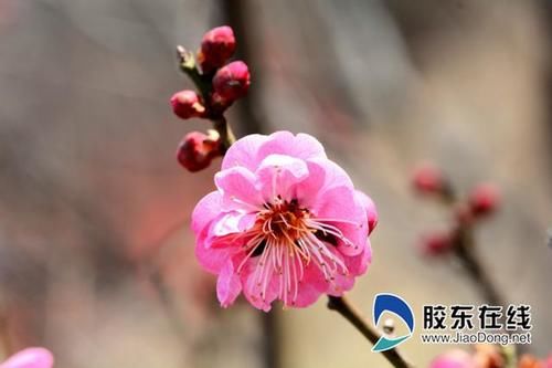 早春梅花俏，南山公园喊您赏花啦