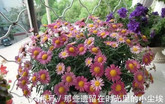 这“5种花”，别喷水到叶子上，要不马上“死给你看”，就是任性