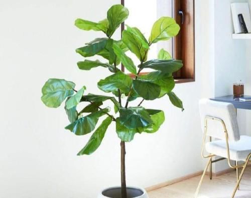 四种“气质花”，客厅养一盆，格调迅速提升，人人夸你眼光好