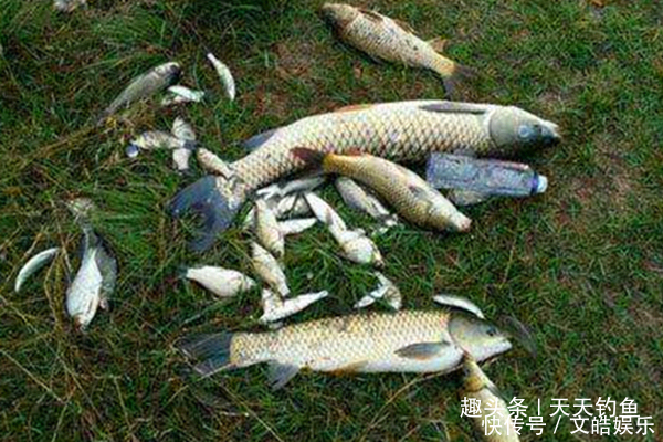 民间野钓饵料偏方几个大蒜饵料配方,小鱼绝对不沾,专门钓大鱼