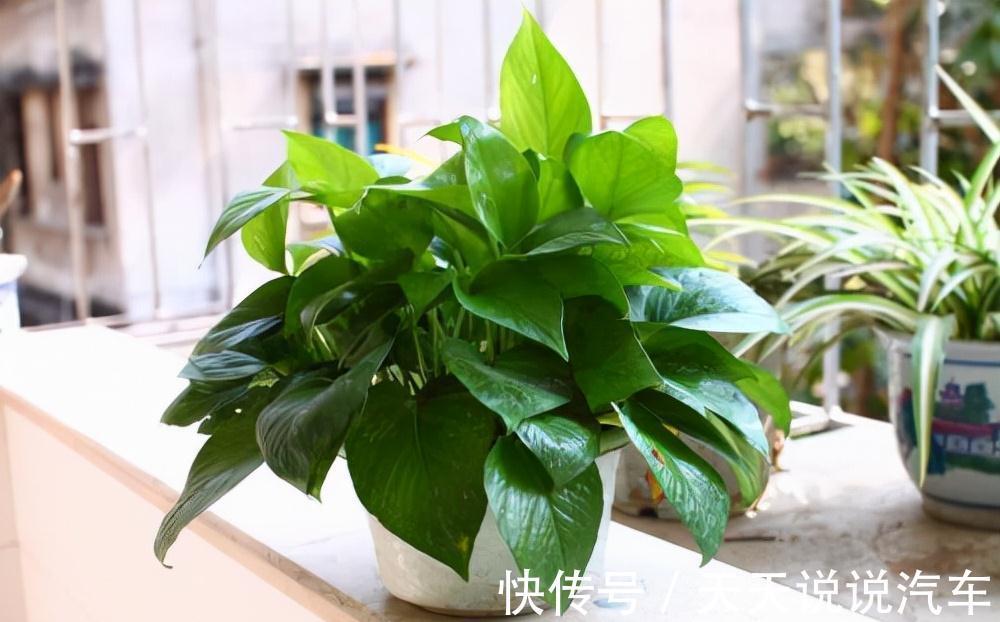 立冬后，养这10种花，切记不能多浇水，养不活都是由于手太勤