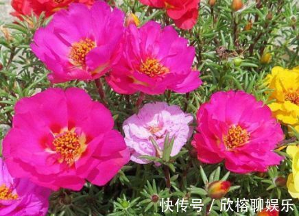 “珍稀玫瑰”土星王阳台，丰腴婀娜，清新优雅，可以说是养花首选