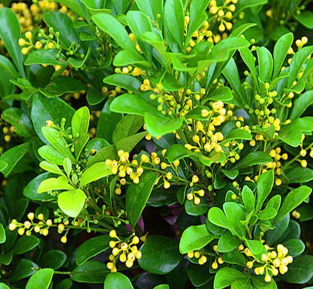 茉莉花|适合夏天养的6种花，越热长势越旺盛，懂花的人都养了