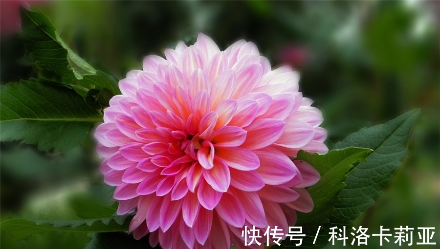 家庭盆栽大丽花,把握“4个要点”,不黄叶开花多,过年开爆盆