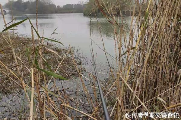 鲫鱼|冬钓大鲫鱼4大杀招,这些招数要常用,钓到鲫鱼个头更大