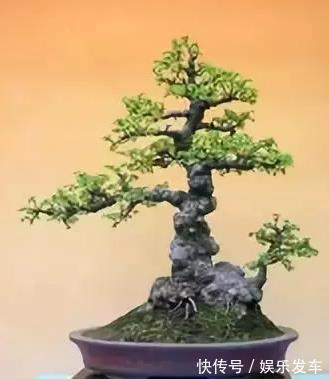 失眠|农村常见植物，可盆栽作盆景，珍贵价值大，家里养上一盆可治失眠