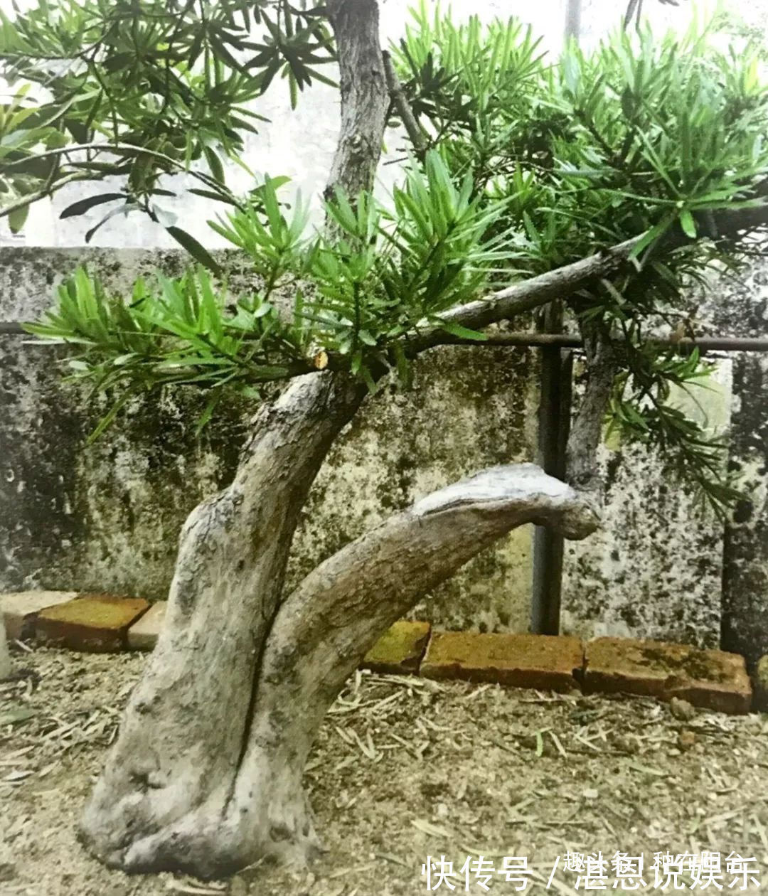 嫁接|罗汉松芽接案例分享,台长教你玩出别出心裁的岭南盆景!