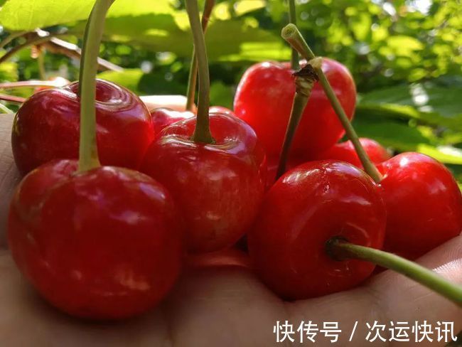 大樱桃|樱桃怎么洗,吃着才放心果农教你一招,虫卵自动溜走