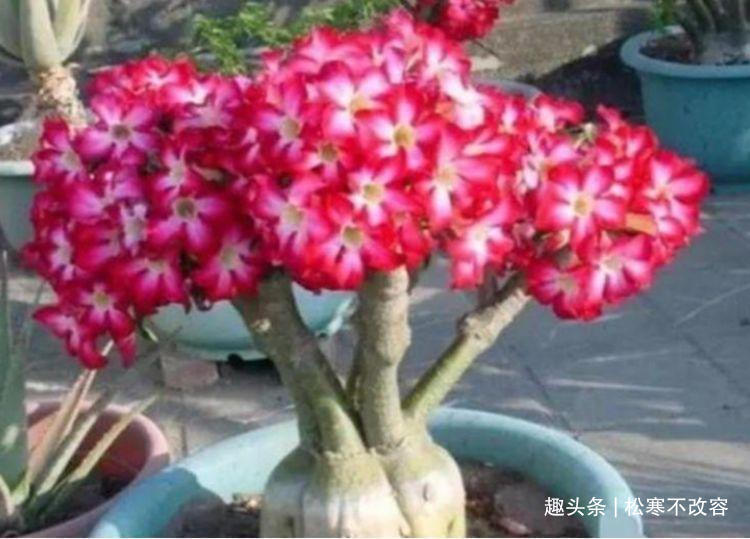 玫瑰|这些花卉美过玫瑰,一年四季花开不停,繁花似锦,花色美轮美奂