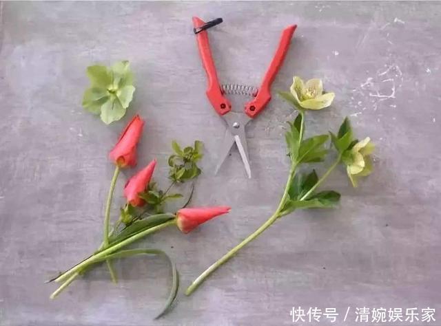 这东西|这东西不难找,栀子扦插有“它”相助,谁也会操作