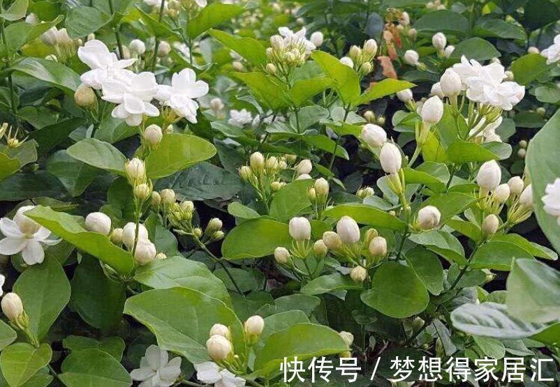 要点|秋冬养茉莉花,3个要点要谨记,不然难以过冬,明年没花赏