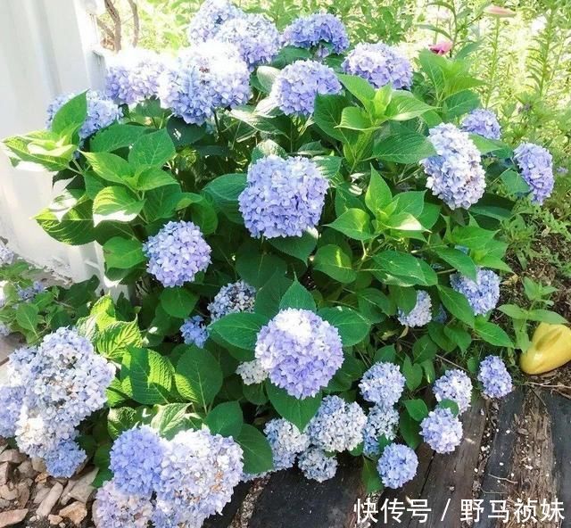 叶子|6种花一天不浇水,叶子就耷拉,缺水3天就死翘