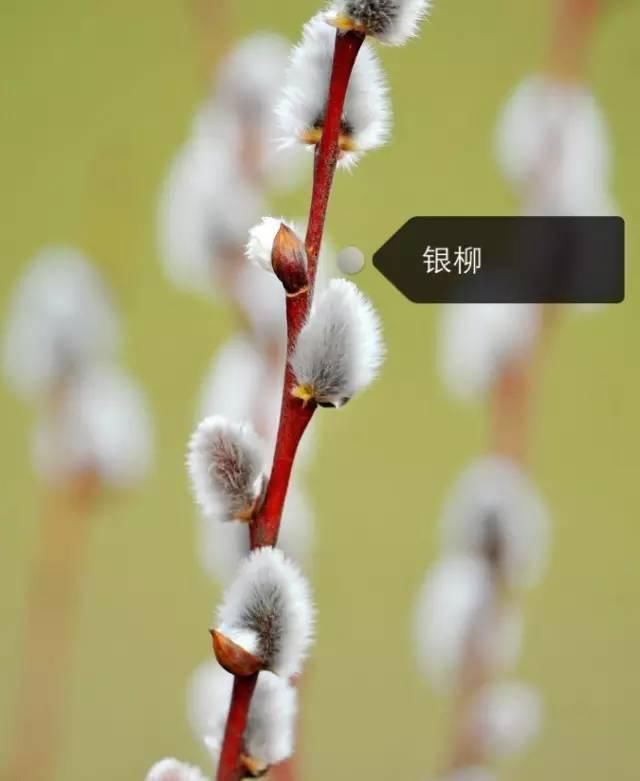 150种常见植物及花卉，你认识几个？