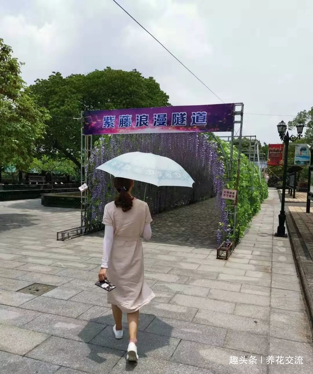 准妈妈的妹妹送她一盆金枝玉叶,养了两个多月才发现是''假花''