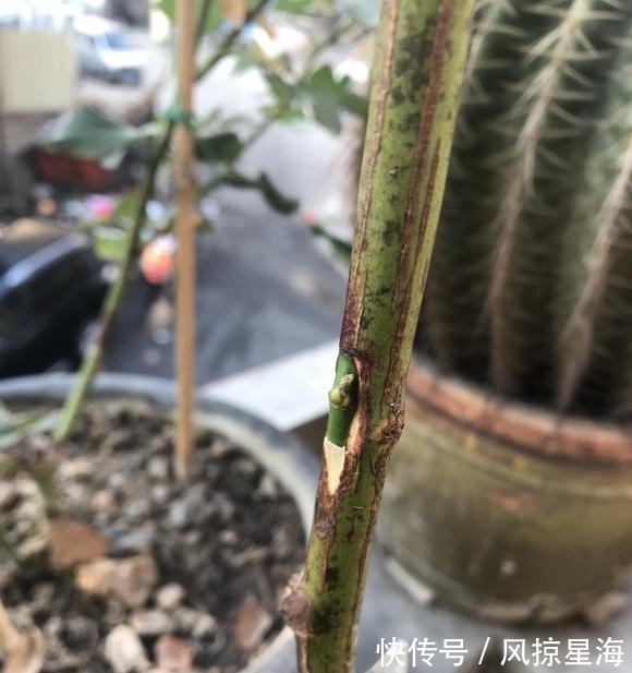 月季嫁接,用哪种砧木最好?嫁接要注意什么?这些技巧要了解