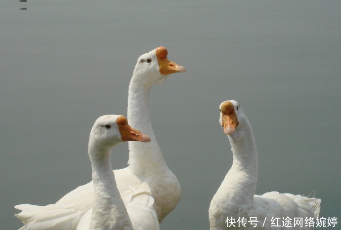 秘密|大马士革国家博物馆,藏有两千年前的黄金鹅头,它揭露了三个秘密