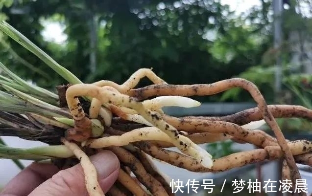 秋天兰花空根怎么办?这几种错误的处理方法,很难让空根再生根