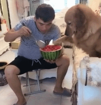 |搞笑GIF趣图:妹子表演的节目搞笑得连自己都忍不住笑场了