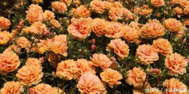 宿根|太阳花特好养,给点阳光就“灿烂”,赶紧养几盆,荒地变“花海”