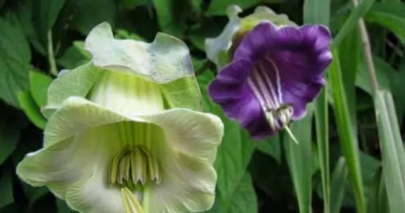 这5种花种在家里一不小心就变成了花海