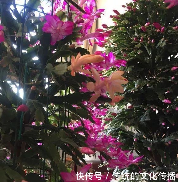 十一前后养3种花,冬天能看雪赏花!十一前后养3种花,冬天能看雪赏花!