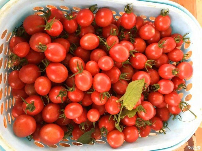 自驾奇骏观赏初春油菜花，采摘小番茄