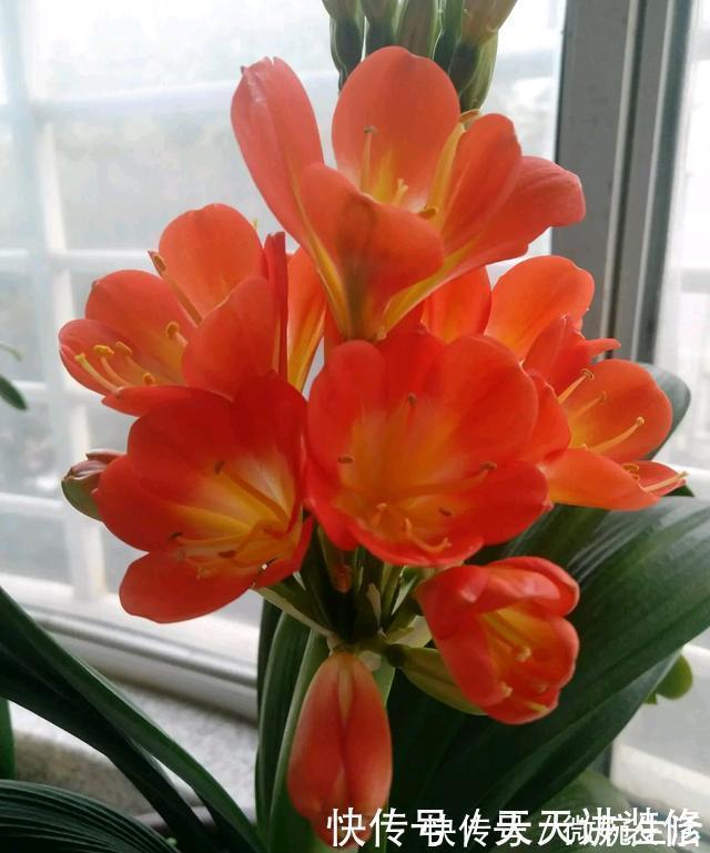 阳台上|年度十大流行花卉，摆在家里，高贵优雅，又美又仙