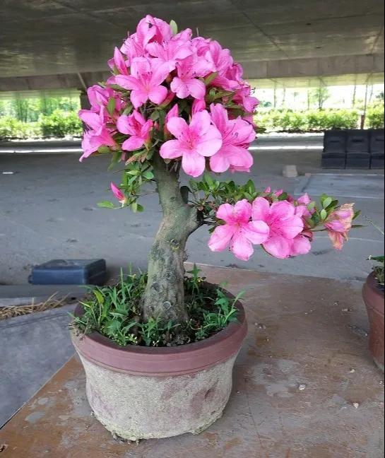 家里养盆虎皮兰,小花盆、挤着养,疯狂开花爆小崽!