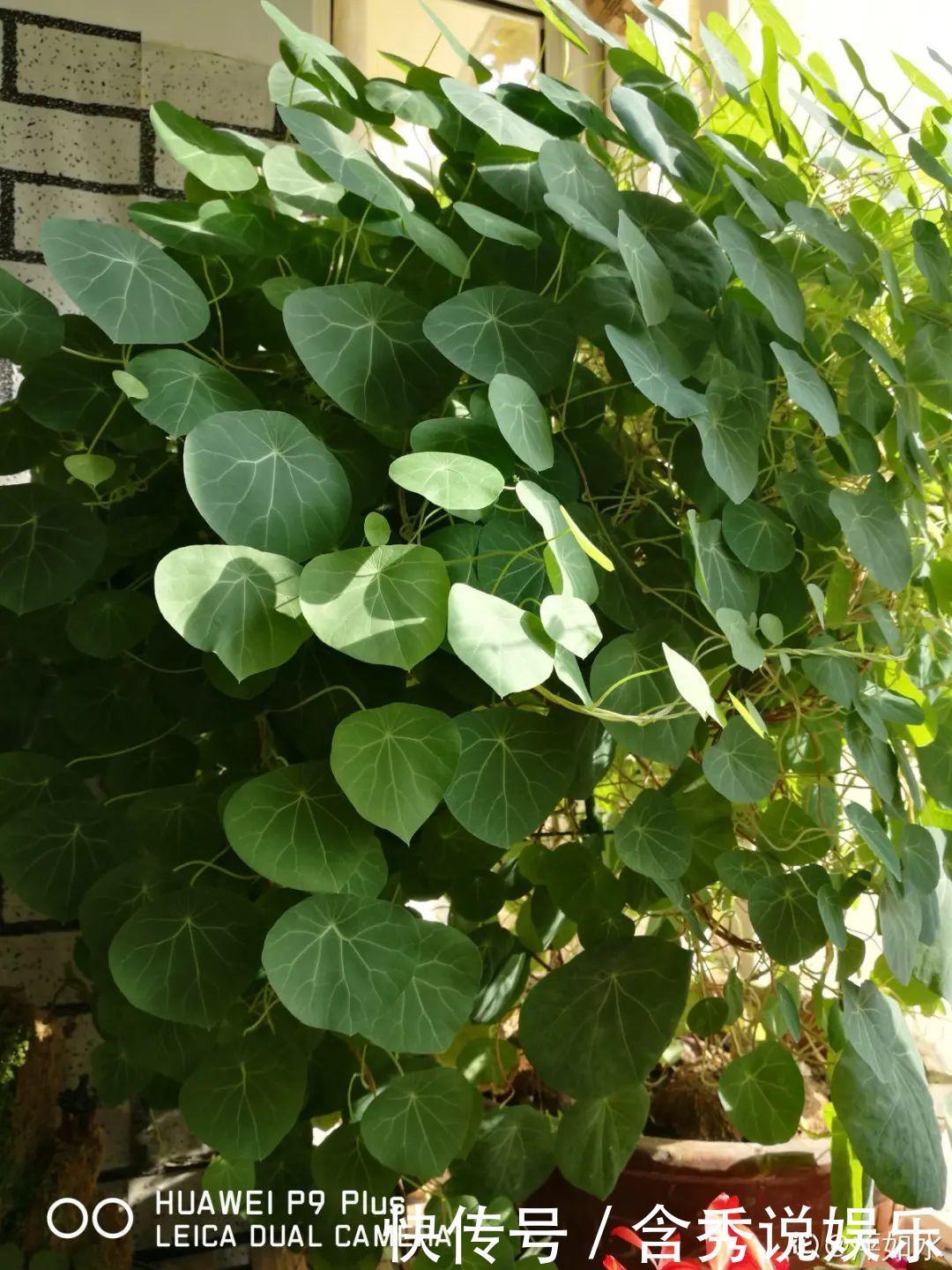 风信子|懒人适合养什么花,浇水少,不挑土,它比人还懒!