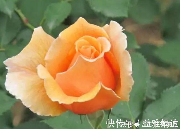花朵|4种花自带财运，家里养一盆，比牡丹更好看，你喜欢吗？