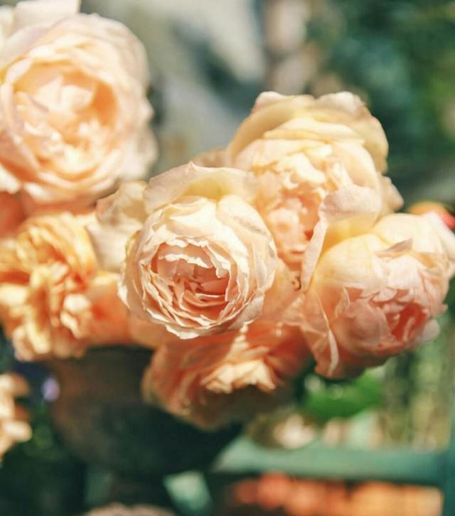 月季修剪藤本月季修剪，灌木月季修剪，微月修剪，这里讲透了