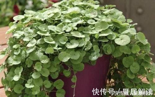 盆栽|在河边，碰到“1种野草”请珍惜，人称“马蹄金”，当盆栽值钱
