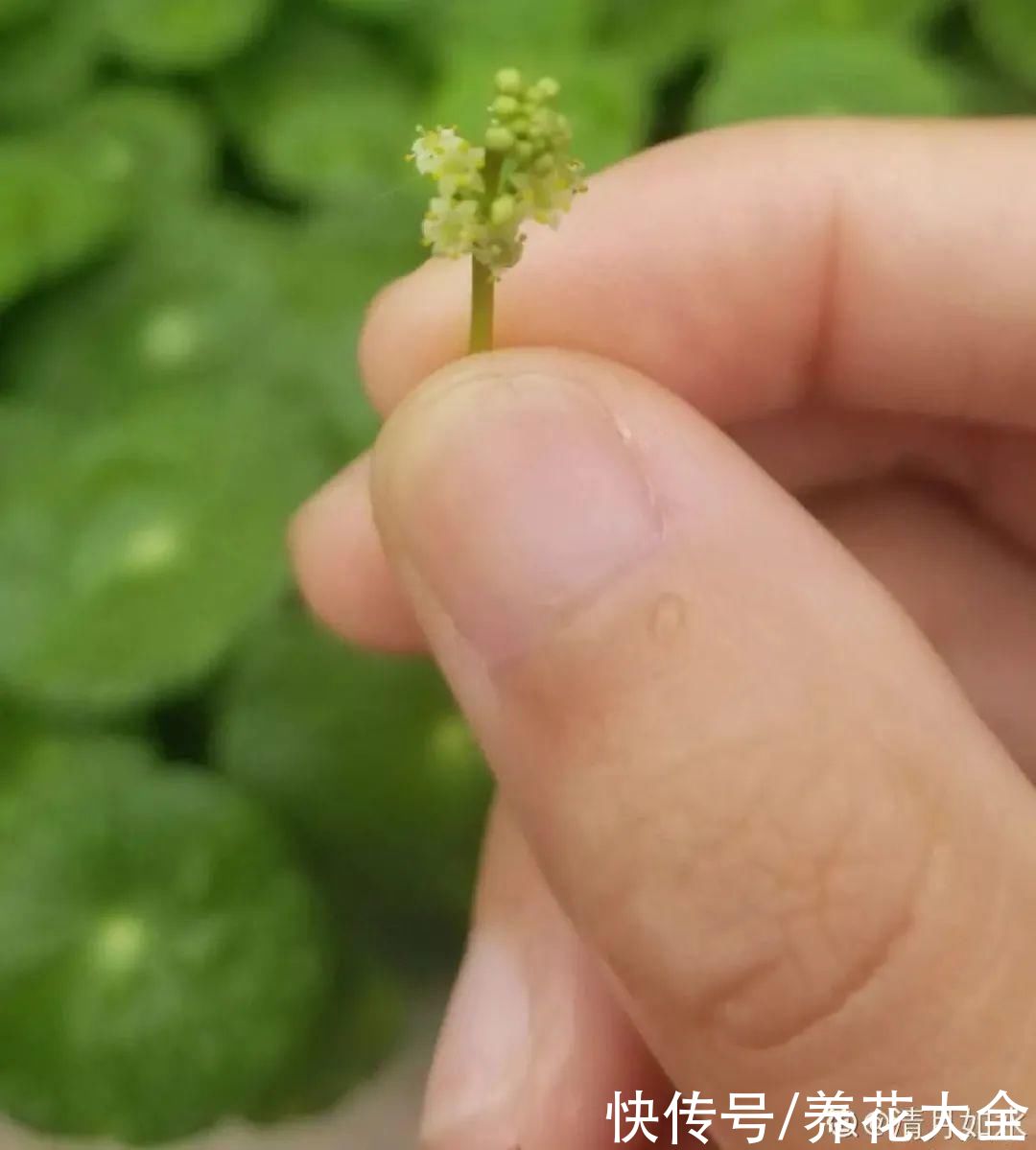 花苞|3种花，开花就会死，长花苞就赶紧剪掉