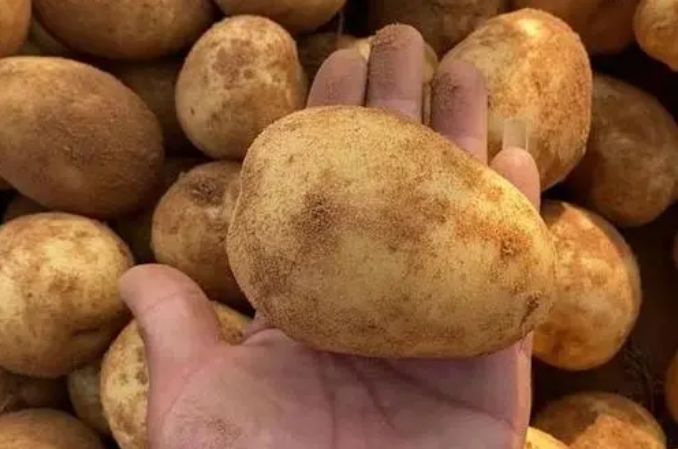 老农告诉你，黄土豆、白土豆的营养、口感区别大，买错了不好吃