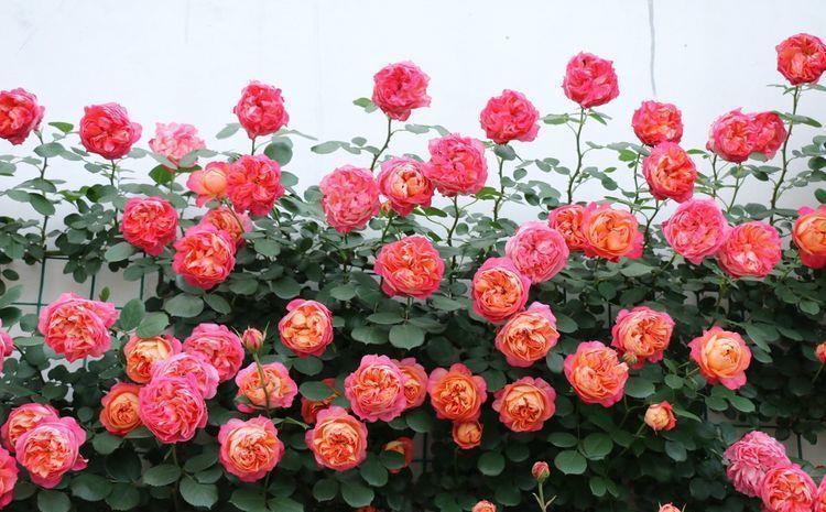 藤本|好养易活的几款花,沾点水就疯长,开花勤还爱爆盆,全年开花不停