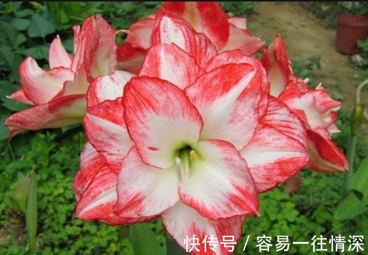 万年青万年青|4种花养了就爆盆,花开富贵华丽,多姿多彩,南北方都可养!