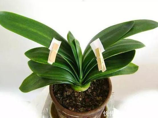 蟹爪兰不开花就关“小黑屋”,而君子兰不开花却得做好这些!