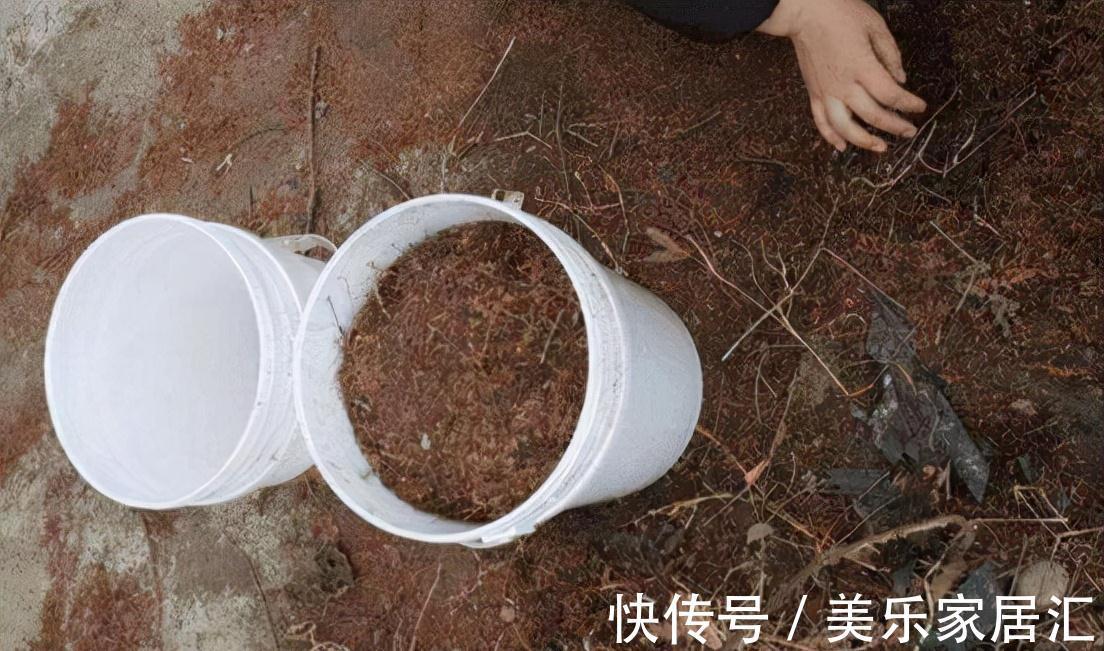 老花匠养花,从来不买花肥,只用这3种黄金土,盆盆都能爆