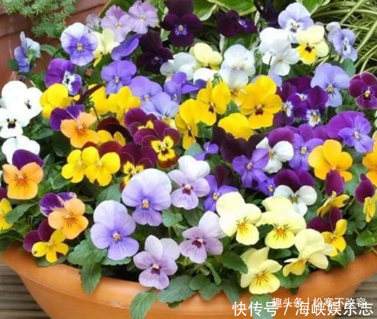 最香的几种花，全年开花不停，花色艳丽，花开枝繁叶茂，美