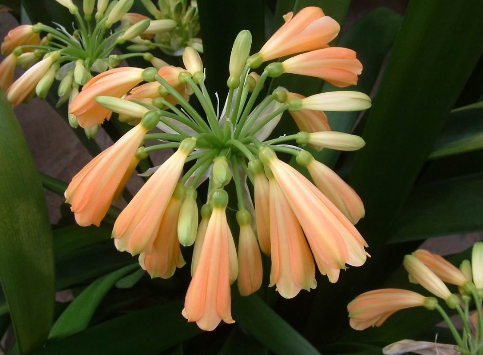 秋养君子兰,做好“施肥”与“换盆”,根系健壮,安稳过冬不是事