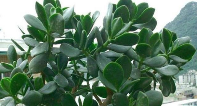  生长|这些花耐旱，不浇水也能长得好油腻的树叶就是美丽的