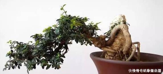 叶片|3种花越养越旺,养成老桩盆景更值钱,摆在家里惬意美好!